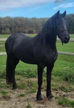 Friese merrie 3 jarige Stb Ster, Merrie, Gechipt, Dressuurpaard, 3 tot 6 jaar