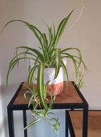 Graslelie in mandje, Ophalen, In pot, Halfschaduw, Minder dan 100 cm