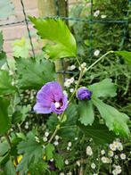 Stek hybiskus 100 cm, Ophalen, Overige soorten, Struik, Minder dan 100 cm