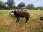Zwartbles dekram,  ramlam te koop, Dieren en Toebehoren, Mannelijk, Schaap, 0 tot 2 jaar