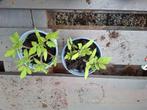 Tomaten plantje, Volle zon, Groenteplanten, Eenjarig, Ophalen of Verzenden
