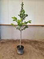 Beverboom | Magnolia kobus, Tuin en Terras, Planten | Bomen, Lente, Overige soorten, Volle zon, Ophalen