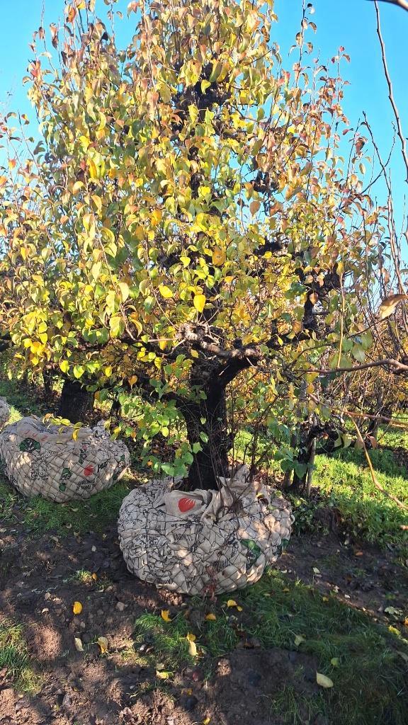Prachtige Conference peren 65 jaar, Tuin en Terras, Planten | Fruitbomen, Perenboom, 250 tot 400 cm, Lente, Ophalen