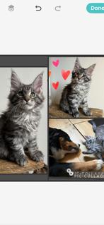Maine coon kittens met stamboom, Meerdere dieren, Met stamboom, 0 tot 2 jaar