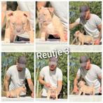 American bully pocket pups, Dieren en Toebehoren, Honden | Bulldogs, Pinschers en Molossers, Rabiës (hondsdolheid), Overige rassen