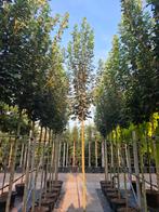 De Spaanse aak of veldesdoorn Acer campestre Elegant, Tuin en Terras, Bloeit niet, Halfschaduw, Overige soorten, Minder dan 100 cm