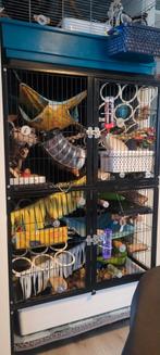 Voor de persoon die wilt beginnen met ratjes houden, Dieren en Toebehoren, Ophalen, Kooi, Gebruikt, Rat