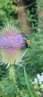 Grote kaardebol, Tuin en Terras, Planten | Tuinplanten, Ophalen, Zomer, Overige soorten, Volle zon