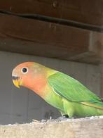 Jonge Agapornis roseicollie groen opaline man, Dieren en Toebehoren, Vogels | Parkieten en Papegaaien, Mannelijk, Dwergpapegaai of Agapornis