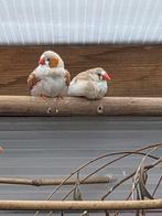 Zebravinken koppel, Dieren en Toebehoren, Meerdere dieren, Tropenvogel