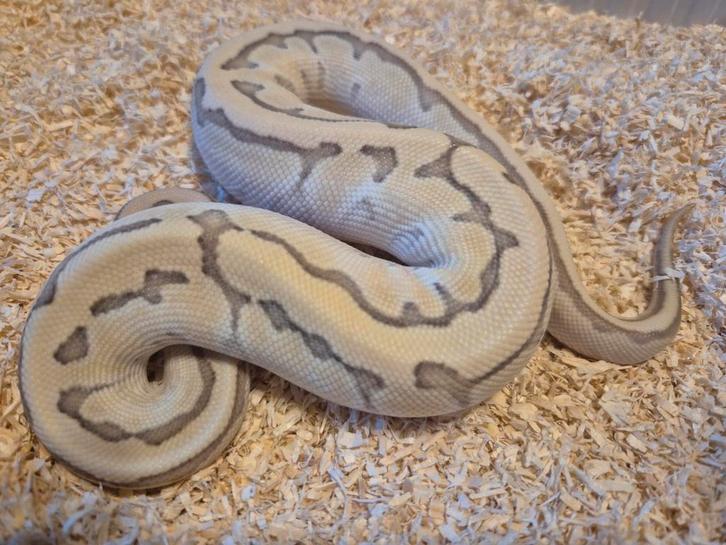 Python regius 0.1 butter pinstripe desert ghost