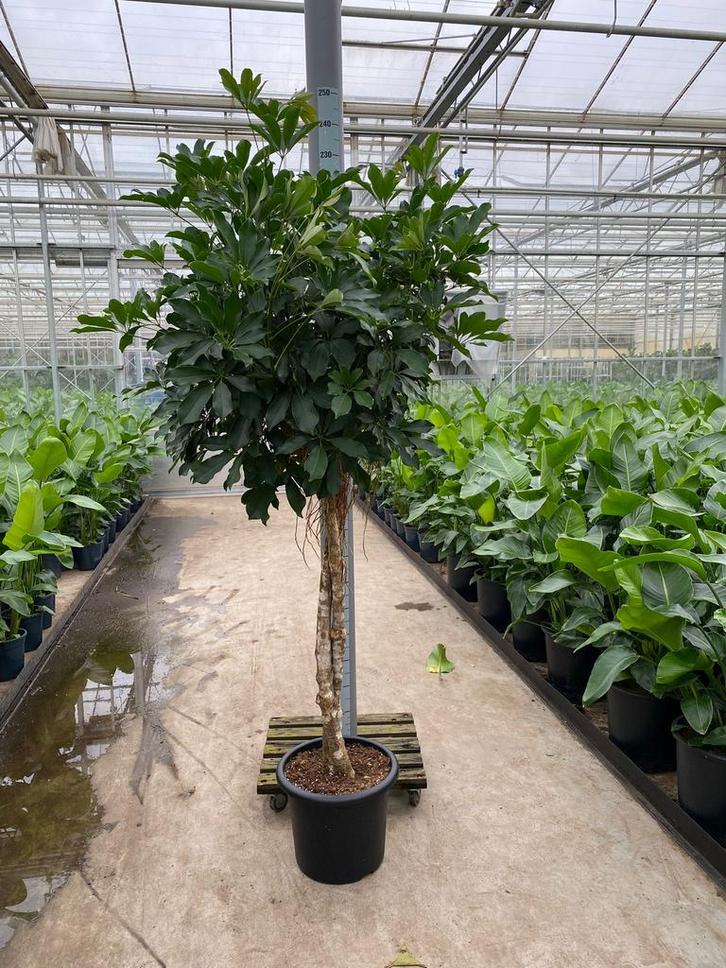 Schleffera actinophyla 200cm op stam, Huis en Inrichting, Kamerplanten, 200 cm of meer, Halfschaduw, Ophalen