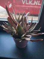 Vetplant, Ophalen, Overige soorten, Minder dan 100 cm