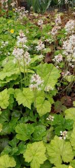 Bodembedekkers, aardbeiplanten, vlinderstruiken, frambozen, Tuin en Terras, Planten | Tuinplanten, Vaste plant, Halfschaduw, Zomer
