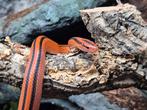 Oreocryptophis porphyraceus coxi, Hagedis, 0 tot 2 jaar