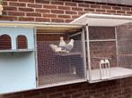 Sierduiven, Meerdere dieren, Overige soorten