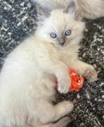€120 ragdoll kittens ., Audio, Tv en Foto, Actiecamera's, Ophalen
