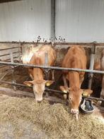 Blonde stier en pink, Dieren en Toebehoren, Vrouwelijk
