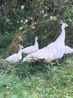 Witte pauwen broed 2025, Dieren en Toebehoren, Geslacht onbekend, Overige soorten