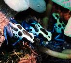 Gifkikkers, nakweek Dendrobates Tinctorius Sipaliwini Blue, Dieren en Toebehoren, Amfibie