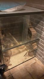 Hoog Gerbillarium kooi hok 60 x 80 terrarium +GRATIS spullen, Dieren en Toebehoren, Knaagdieren en Konijnen | Hokken en Kooien