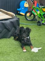 Hond circa 3 jaar oud. Kruising, 1 tot 2 jaar, Teef, Eén hond, Nederland