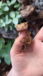 Wimpergecko man, Hagedis, Tam, 0 tot 2 jaar