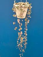 Ceropegia woodii Variegata p14, Huis en Inrichting, Kamerplanten, Ophalen of Verzenden, Halfschaduw, Minder dan 100 cm
