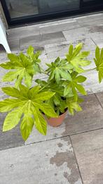 Fatsia vinger kamerplant in Elho pot, Ophalen of Verzenden, Overige soorten, Minder dan 100 cm