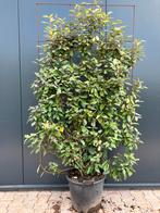 Olijfwilg Elaeagnus haagelement 180 cm hoog nu euro 110,-., Ophalen of Verzenden, Overige soorten, Haag, 100 tot 250 cm