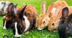 Vakantie adres konijnen of cavia’s, Ophalen, Overige typen
