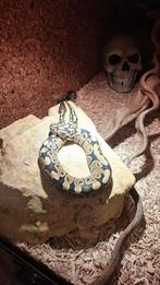 Koningspython inclusief terrarium + kast en extra's, Dieren en Toebehoren, Slang, Met terrarium, 0 tot 2 jaar