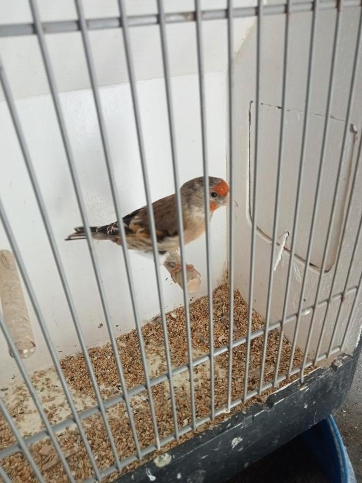 Kanarie x putter, Dieren en Toebehoren, Vogels | Overige Vogels, Wildzangvogel, Mannelijk, Geringd