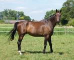 Weidemaatje ruin paard, 175 cm of meer, Gechipt, Ruin, Zadelmak