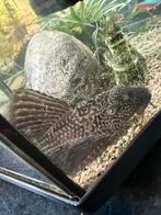 Algeneter 12 cm, Dieren en Toebehoren, Vis