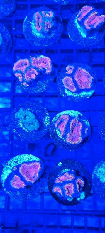 Acanthastea LPS stekken zeeaquarium  beschikbaar voor biedingen