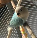 Dwergpapegaai om tam te maken, Geslacht onbekend, Dwergpapegaai of Agapornis