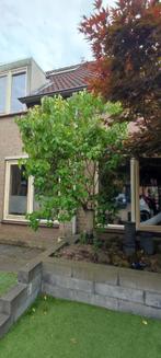 *Te koop* Syringa vulgaris (Syringe Boom), Overige soorten, Lente, 100 tot 250 cm, Ophalen