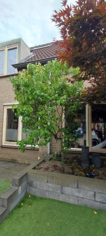 *Te koop* Syringa vulgaris (Syringe Boom) beschikbaar voor biedingen