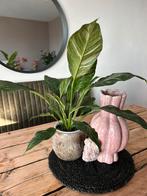 Spathiphyllum Diamond - Lepelplant variegata, Huis en Inrichting, Kamerplanten, Ophalen, Overige soorten, Minder dan 100 cm