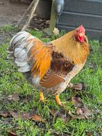 Prachtig Wyandotte krielhaantje, Dieren en Toebehoren, Pluimvee, Mannelijk, Kip
