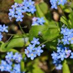 Vergeet me nietjes P9, Vaste plant, Volledige schaduw, Lente, Ophalen