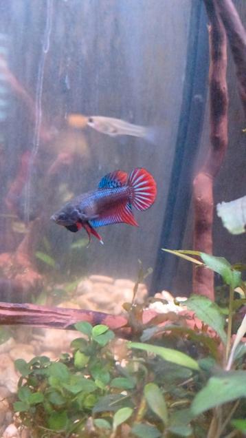 Betta Splendens (Jonge Man) - Siamese Vecht Vissen - Natural