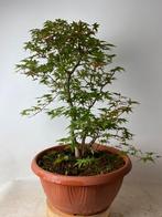 Acer palmatum deshojo driestam bonsai, Tuin en Terras, Ophalen, Bloeit niet, Halfschaduw, Overige soorten