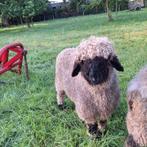 walliser schwarznase ram 7 maand, Dieren en Toebehoren, Mannelijk, Schaap