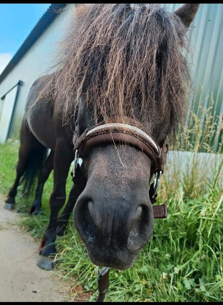 Stalling voor lieve Shetlander gezocht, Dieren en Toebehoren, Stalling en Weidegang