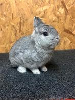 Rasechte Kleurdwerg Chinchilla Man Jong (Dwergkonijn), Dieren en Toebehoren, Mannelijk, Dwerg, 0 tot 2 jaar