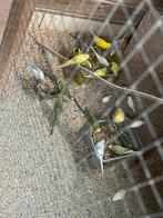 Jonge grasparkieten 2025, Dieren en Toebehoren, Vogels | Parkieten en Papegaaien, Meerdere dieren, Parkiet