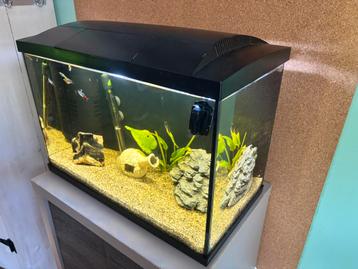 Aquarium beschikbaar voor biedingen