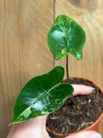 Alocasia zebrina albo white wit mint variegata plant, Ophalen of Verzenden, Halfschaduw, Minder dan 100 cm